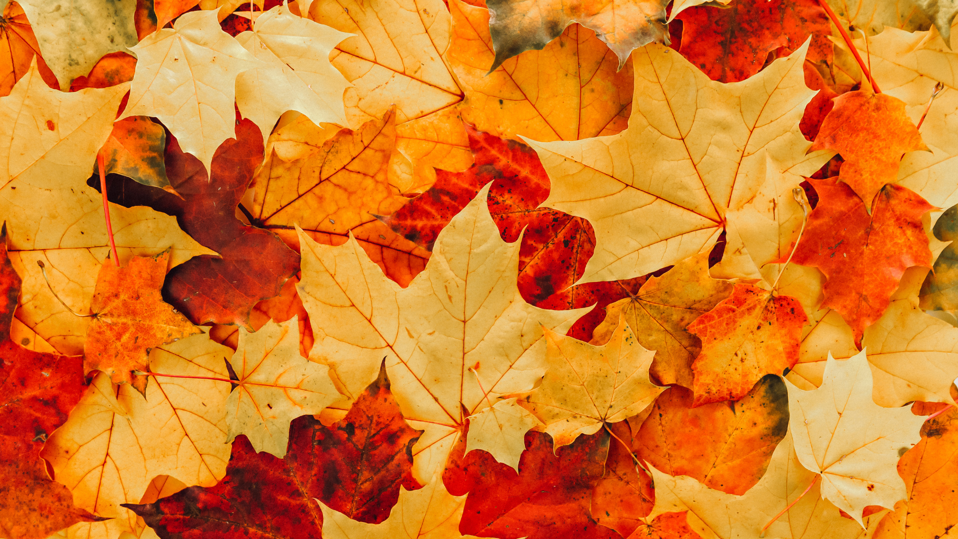 Des feuilles mortes oranges et jaunes